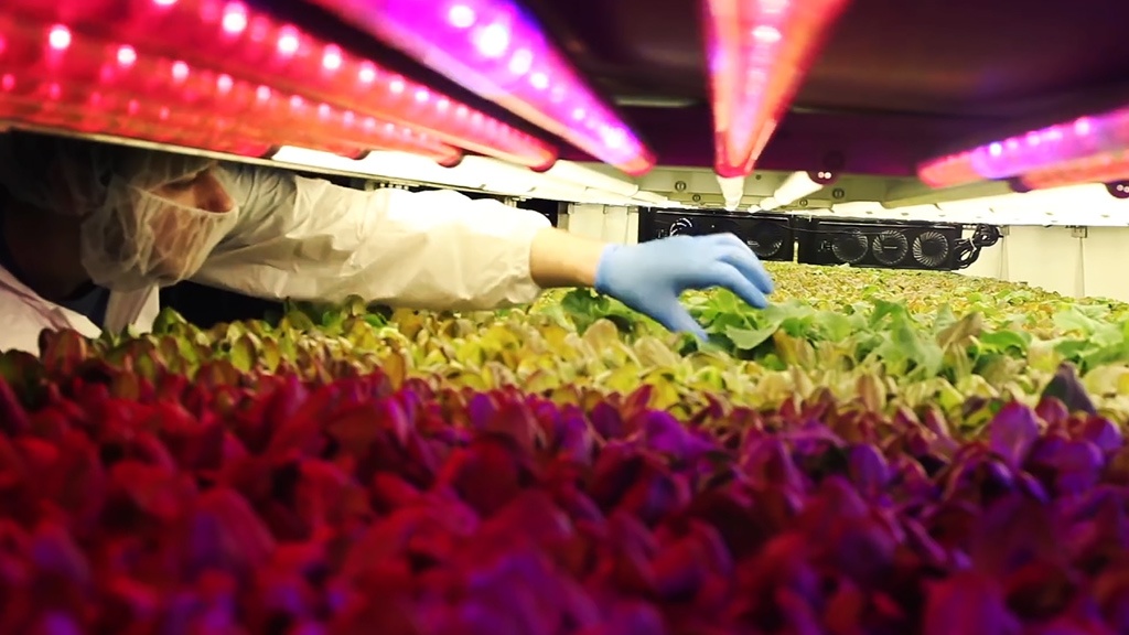 Основная идея вертикальных ферм - выращивание зелени и овощей на вертикально расположенных стеллажах без грунта и солнечного света. Таким образом удается получить урожай в 350 раз превышающий урожай обычных ферм, сократив количество потребляемой воды до 1% от обычного и количество удобрений до 20%